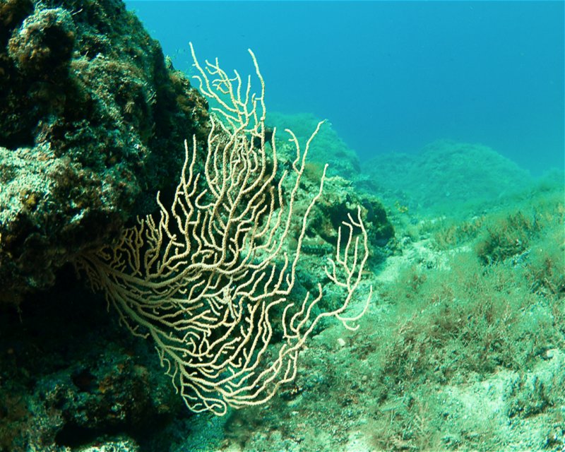 Divesite Image