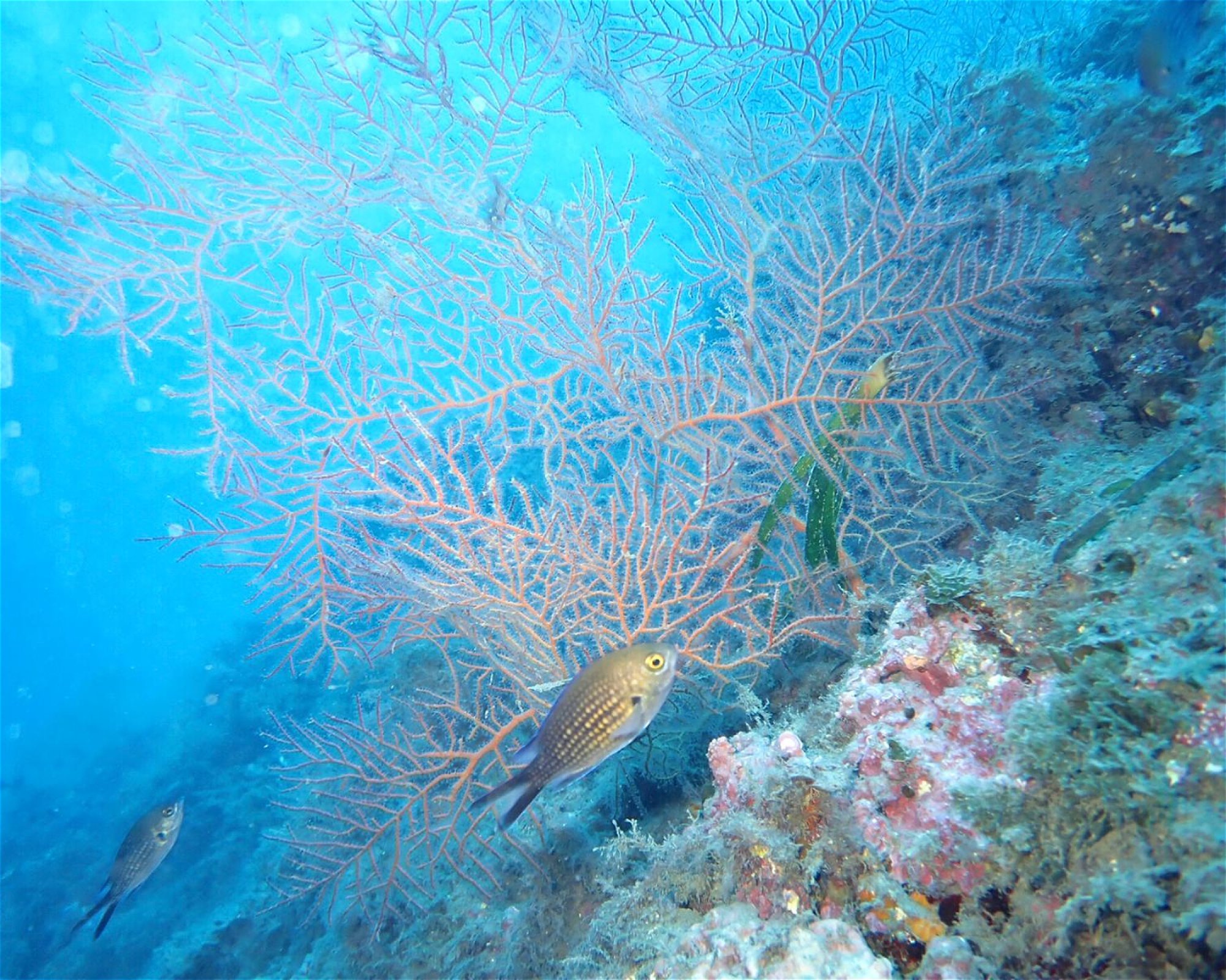 Centro de Buceo Branquias, 04140 Carboneras, Almería