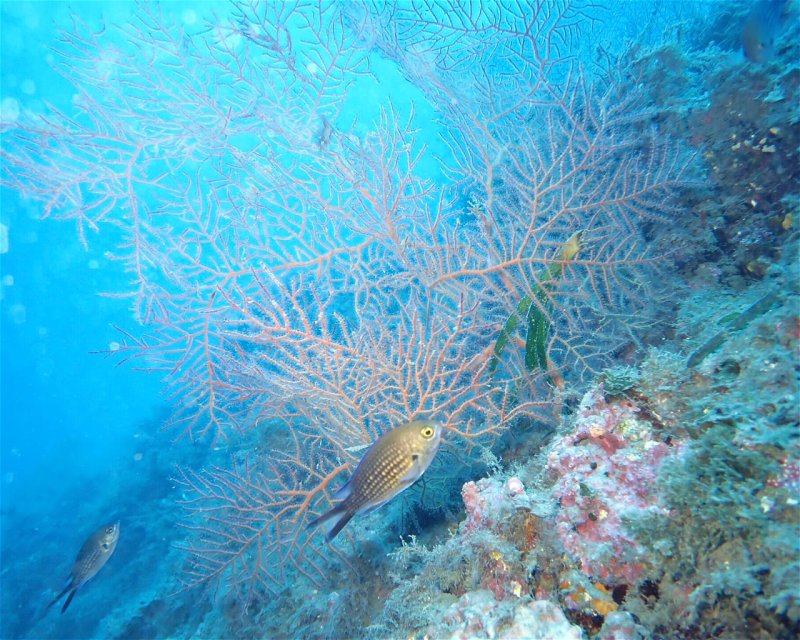 Divesite Image