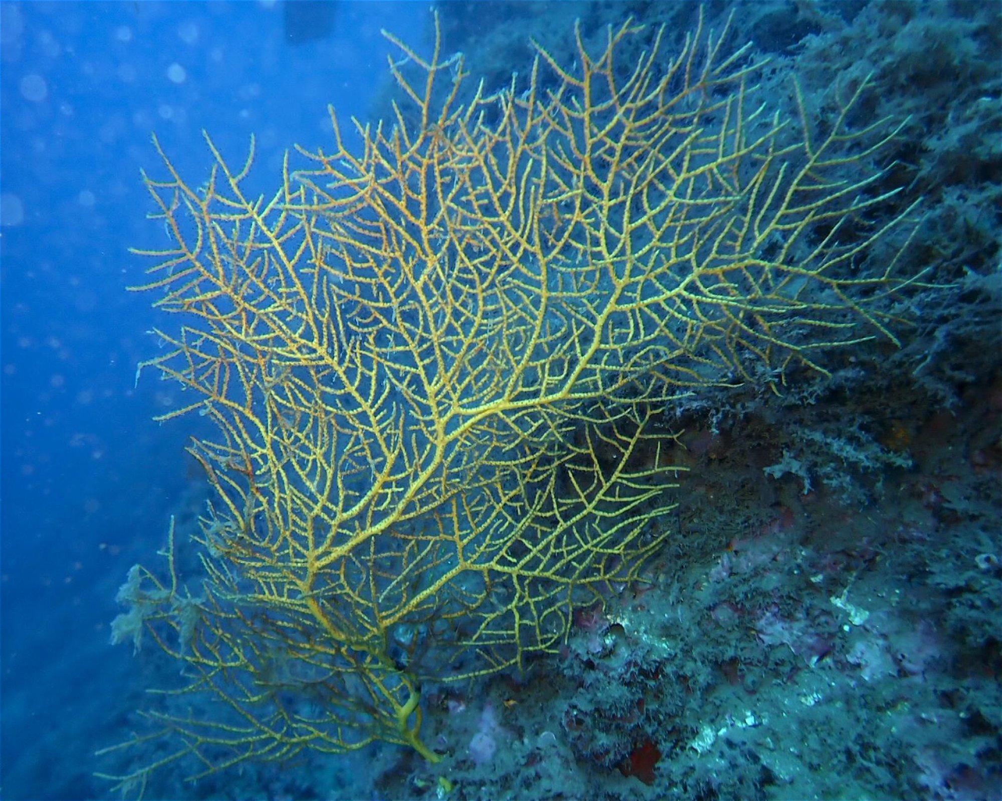 Centro de Buceo Branquias, 04140 Carboneras, Almería