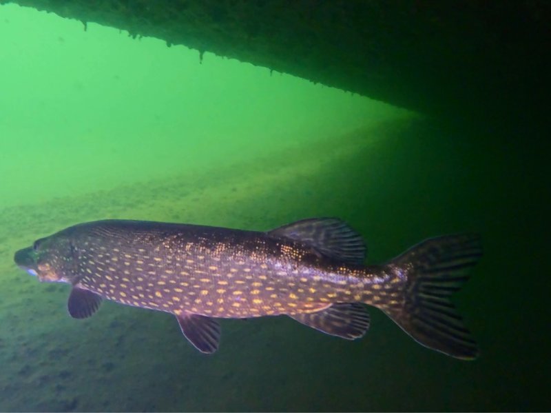 Divesite Image