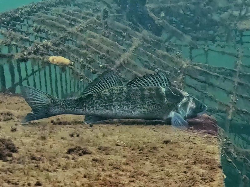 Divesite Image