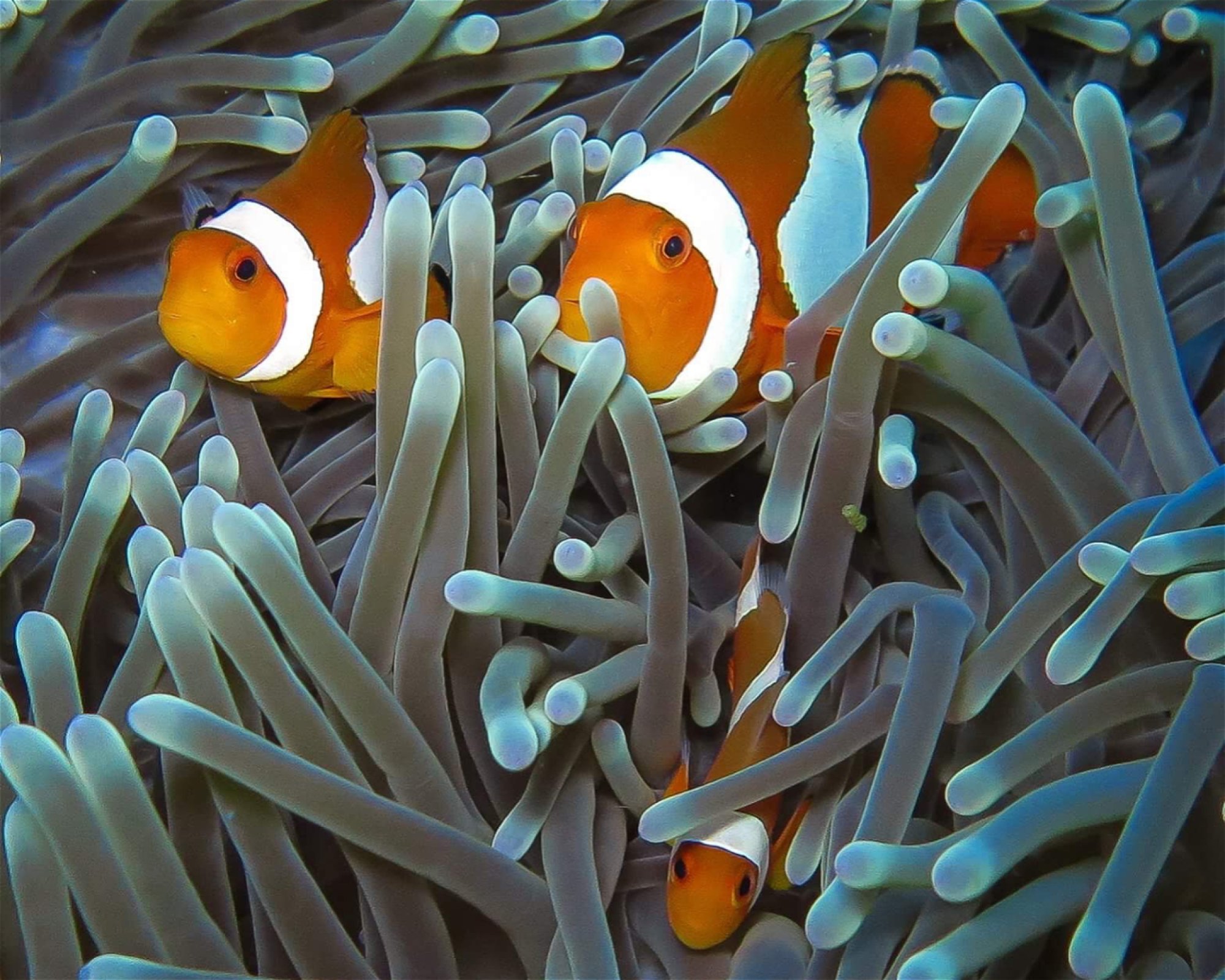 Amed Jepun Divers, 80852 Amed, Karangasem