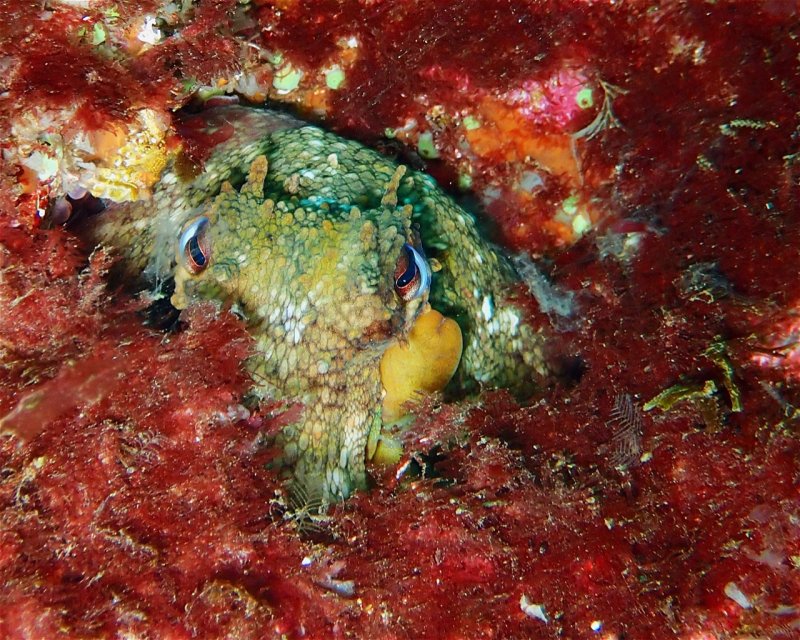 Divesite Image