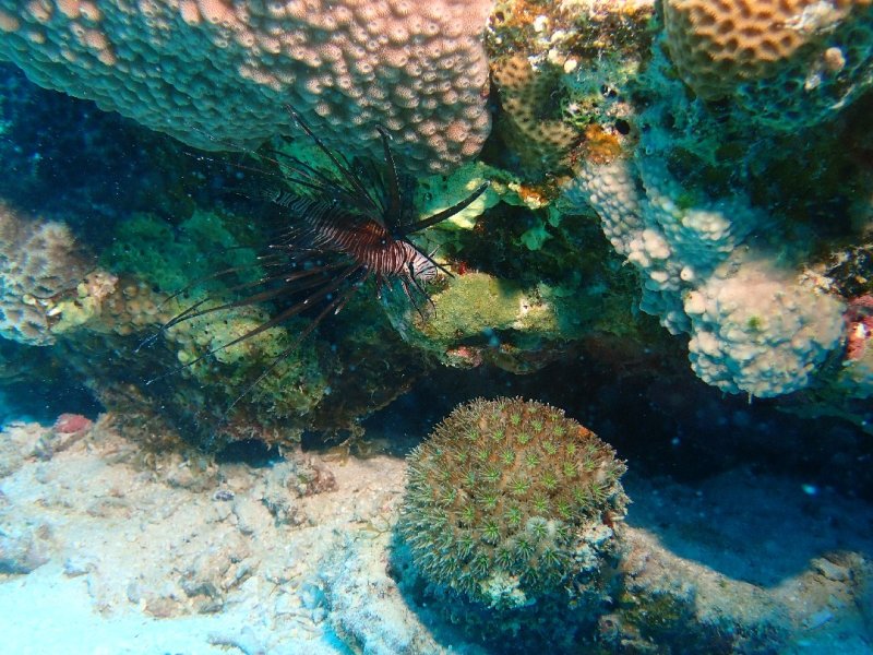 Divesite Image