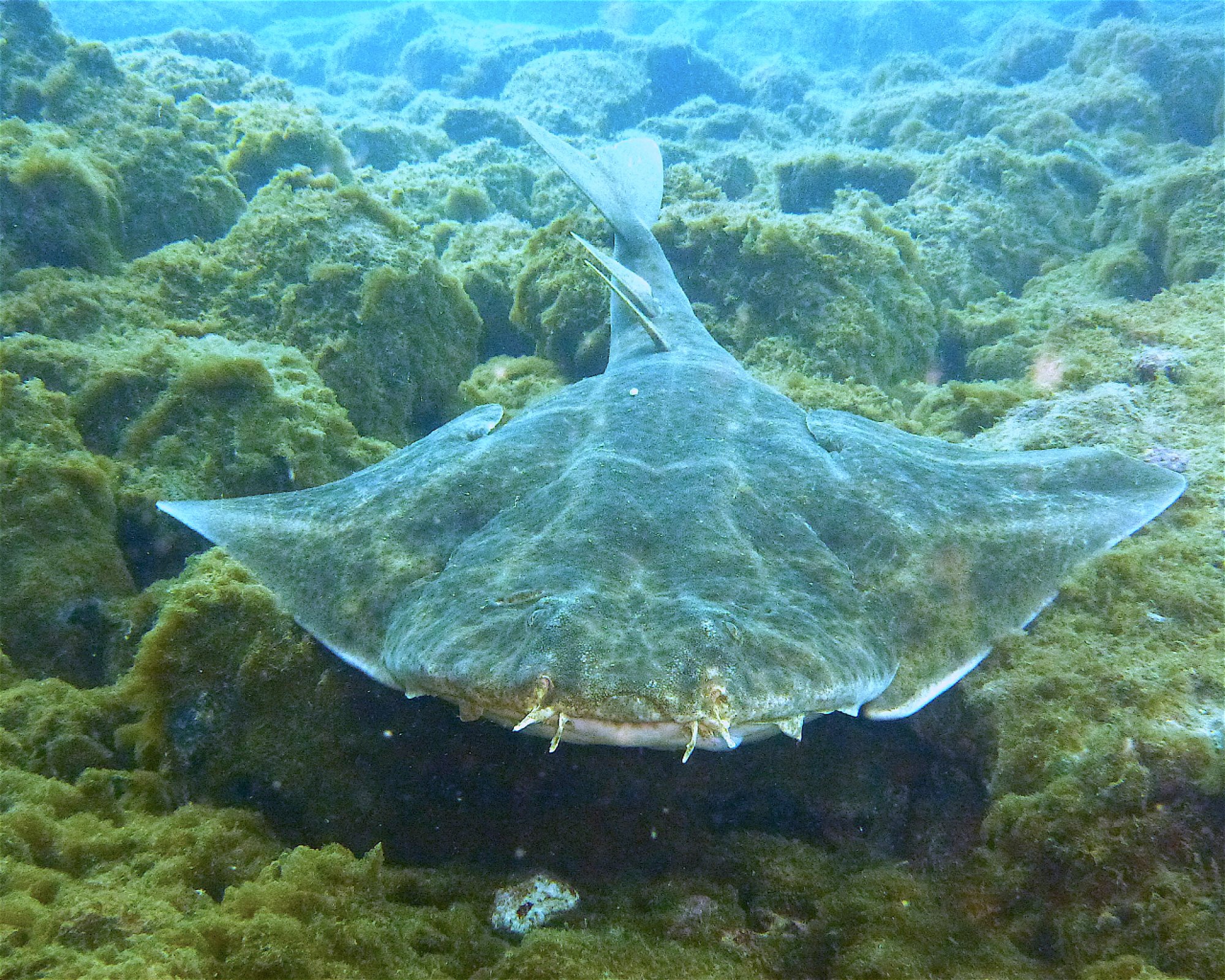GooDiving, 38639 San Miguel de Abona