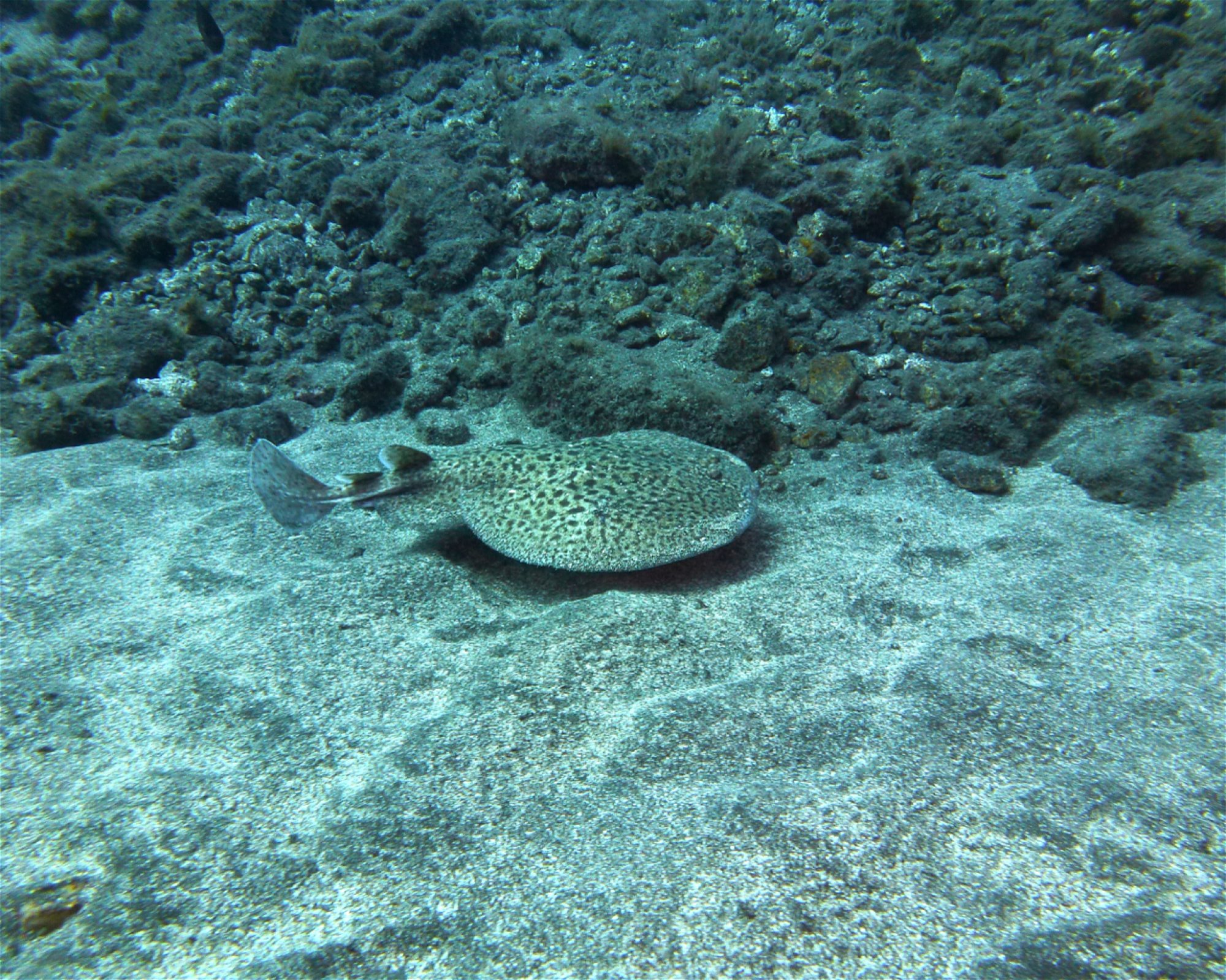 GooDiving, 38639 San Miguel de Abona