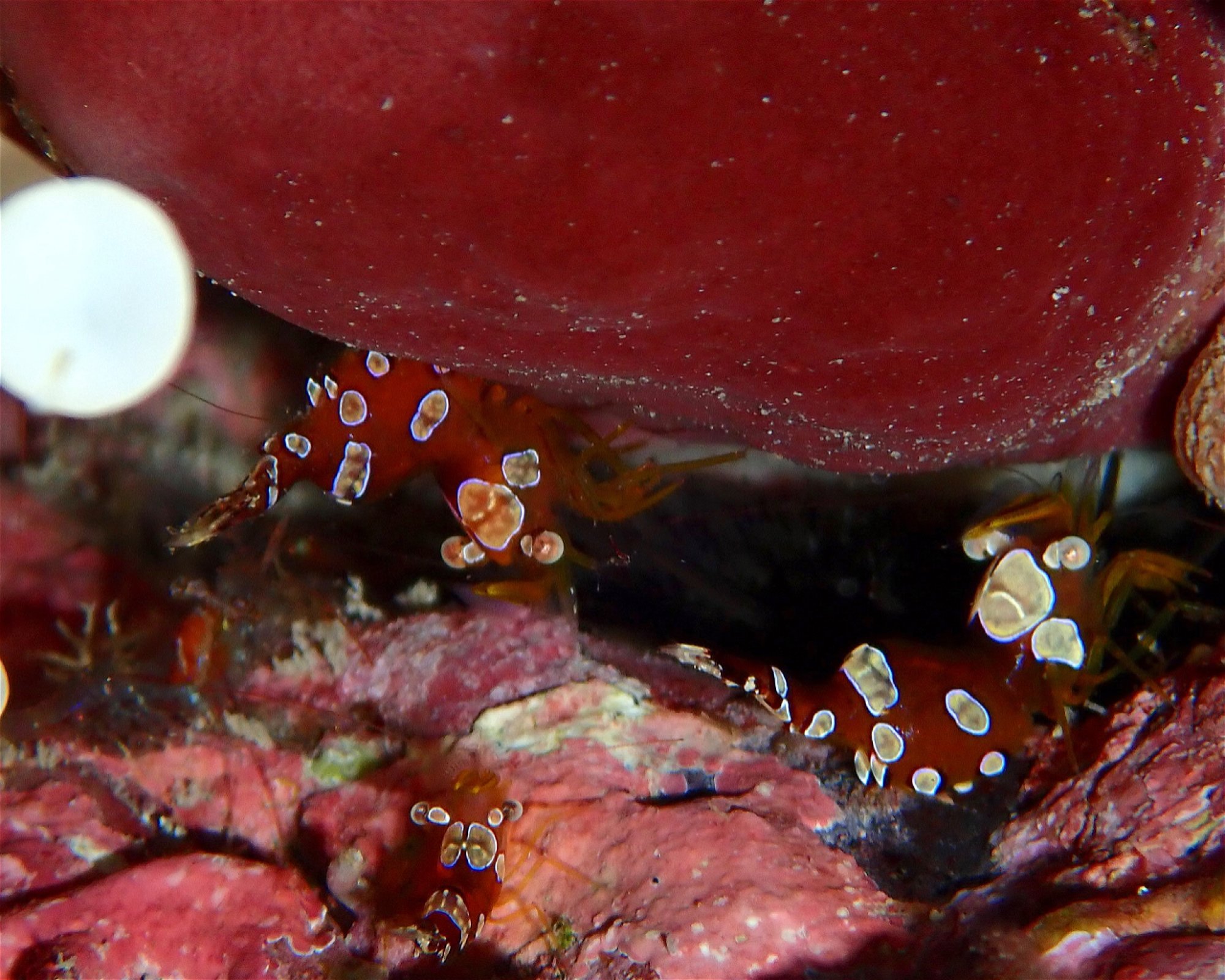 GooDiving, 38639 San Miguel de Abona