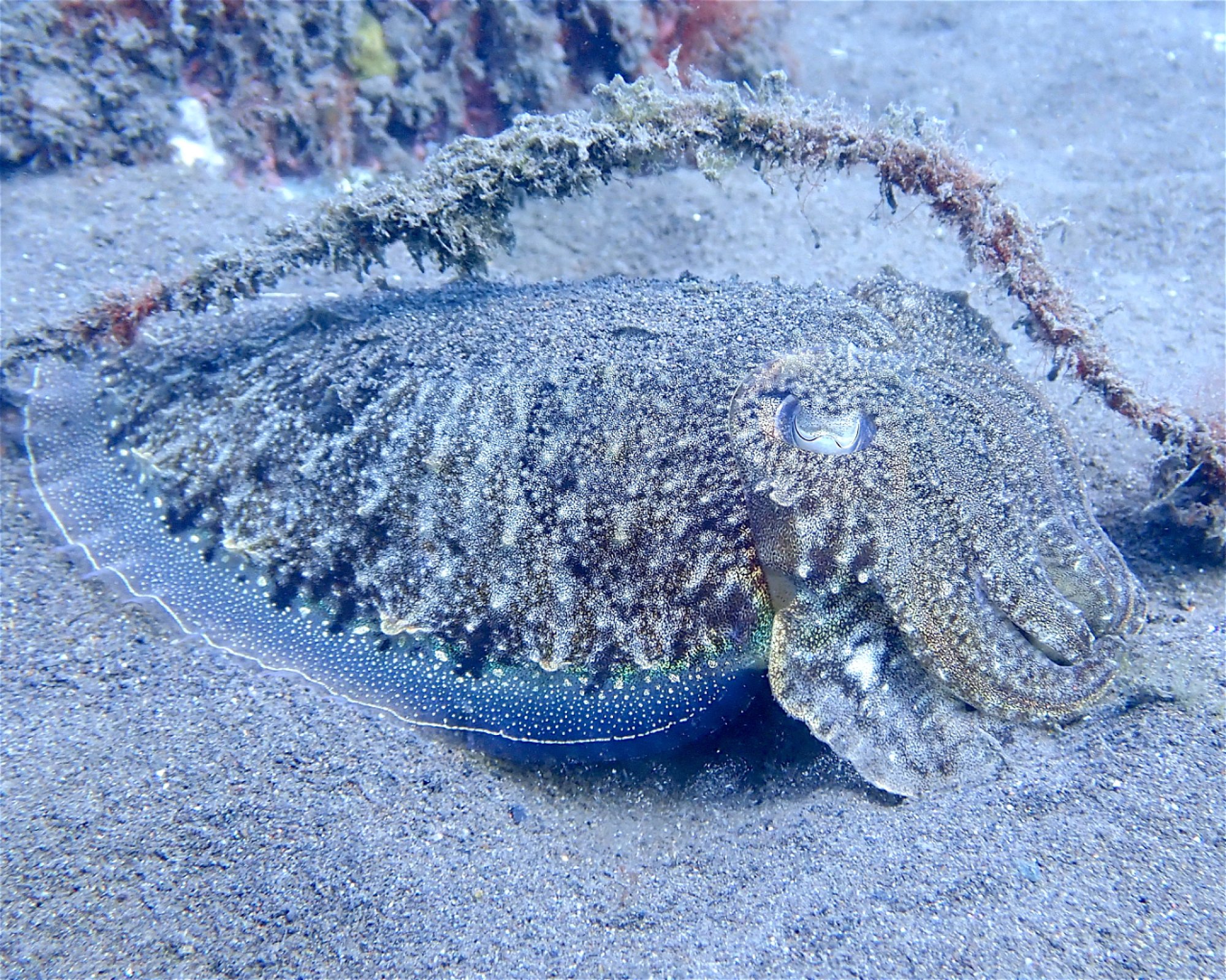 GooDiving, 38639 San Miguel de Abona