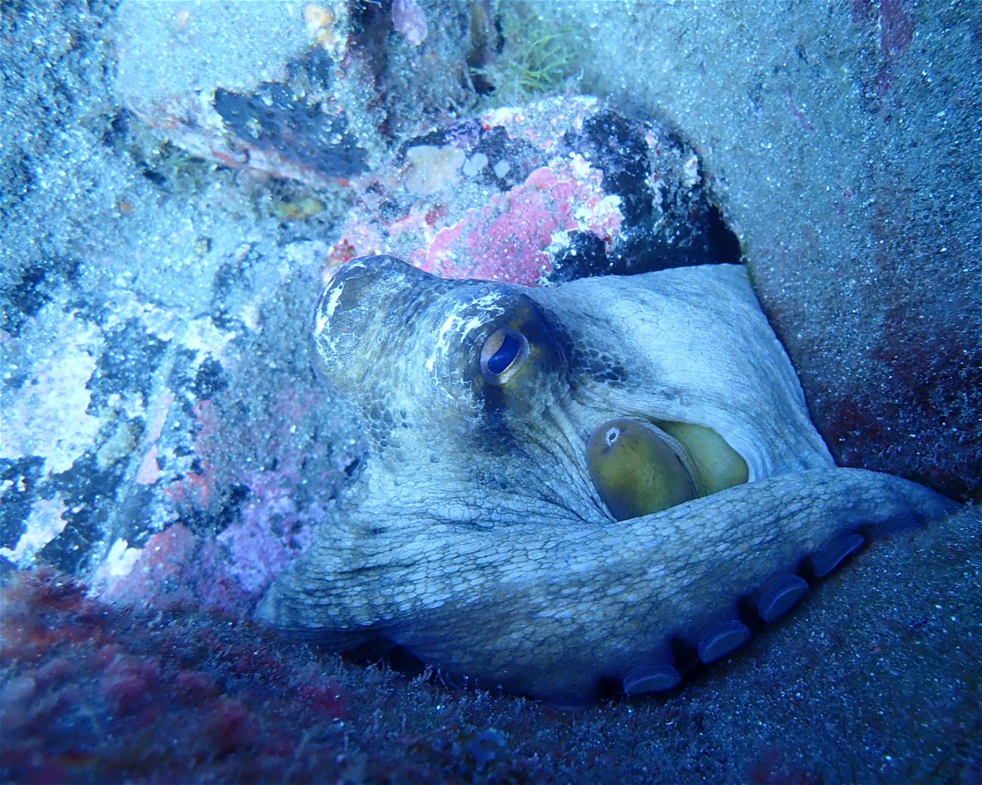 GooDiving, 38639 San Miguel de Abona