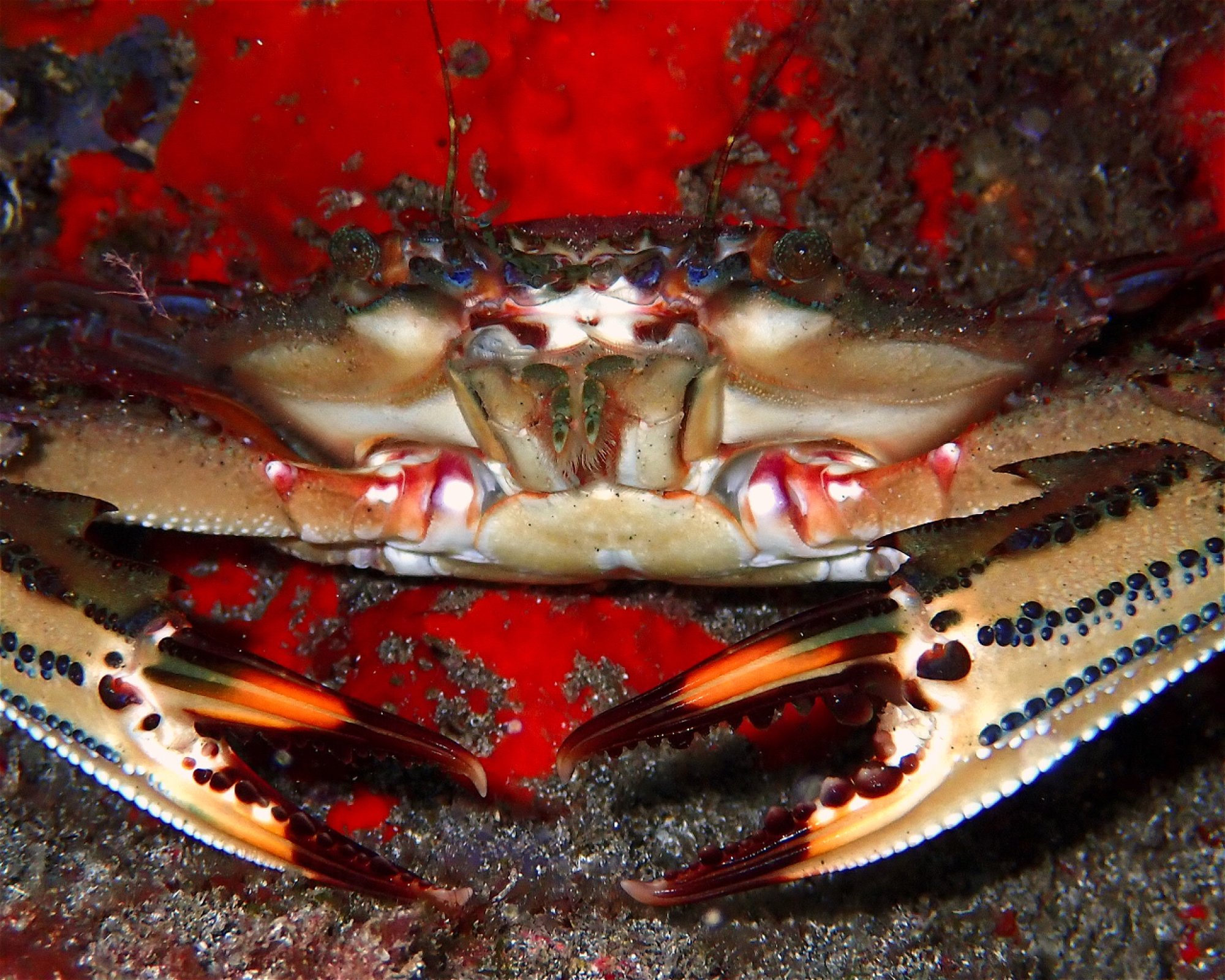 GooDiving, 38639 San Miguel de Abona