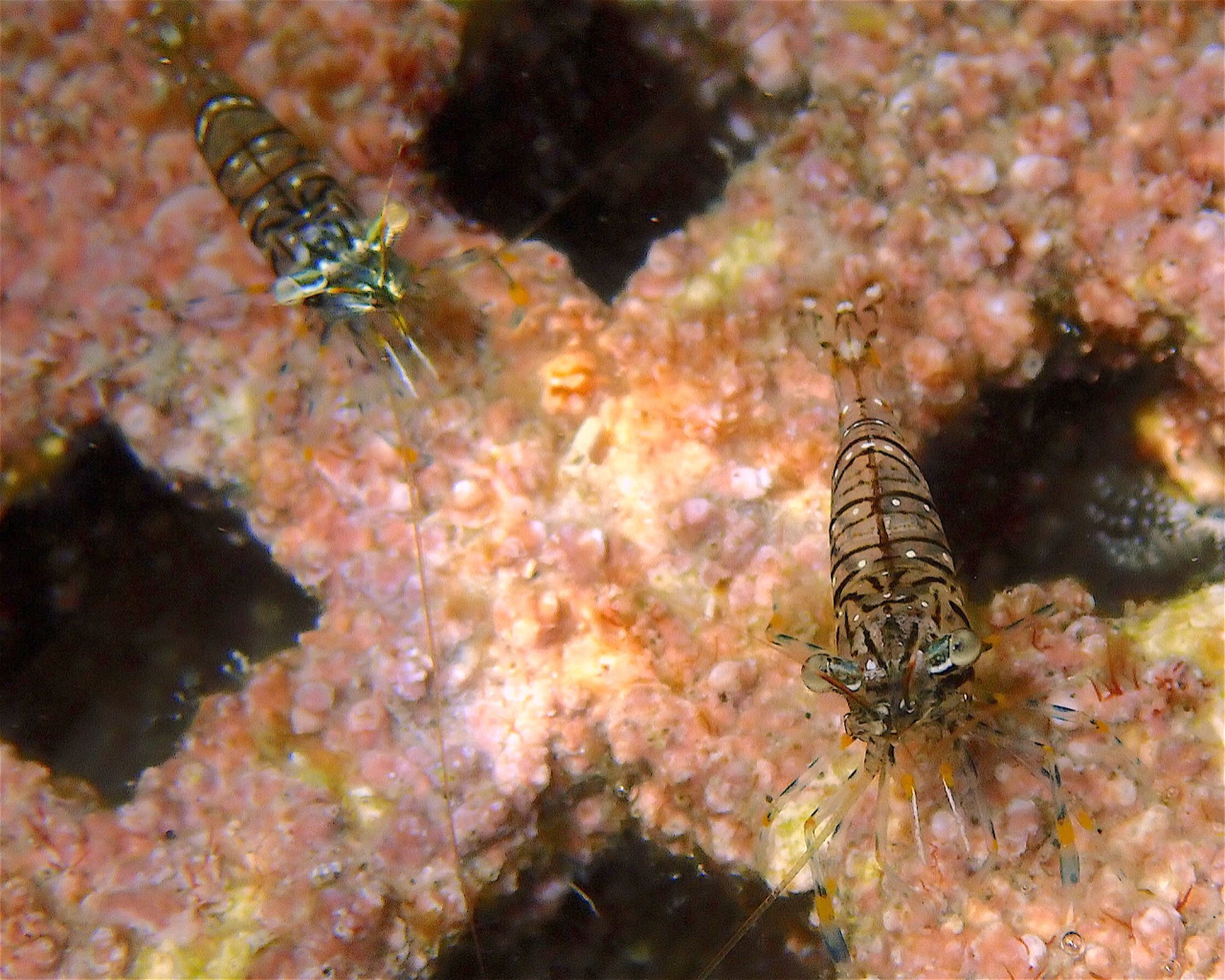 GooDiving, 38639 San Miguel de Abona