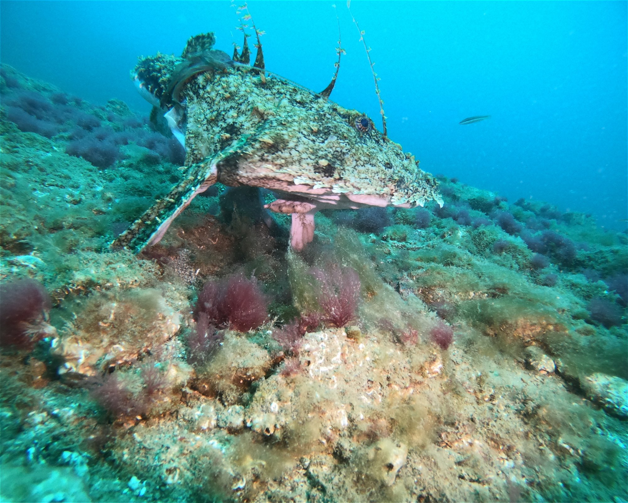 DIVING CENTER SERVICE NEREO SUB, 17028 SPOTORNO