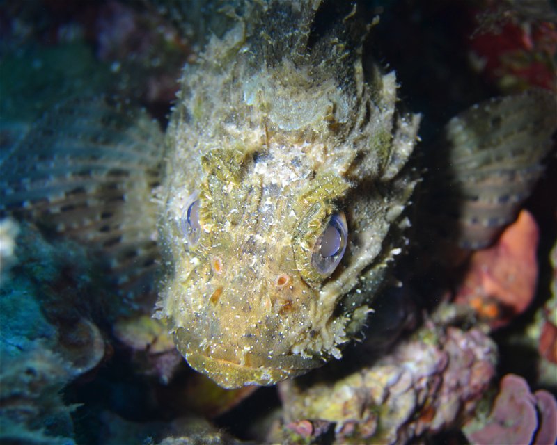 Divesite Image