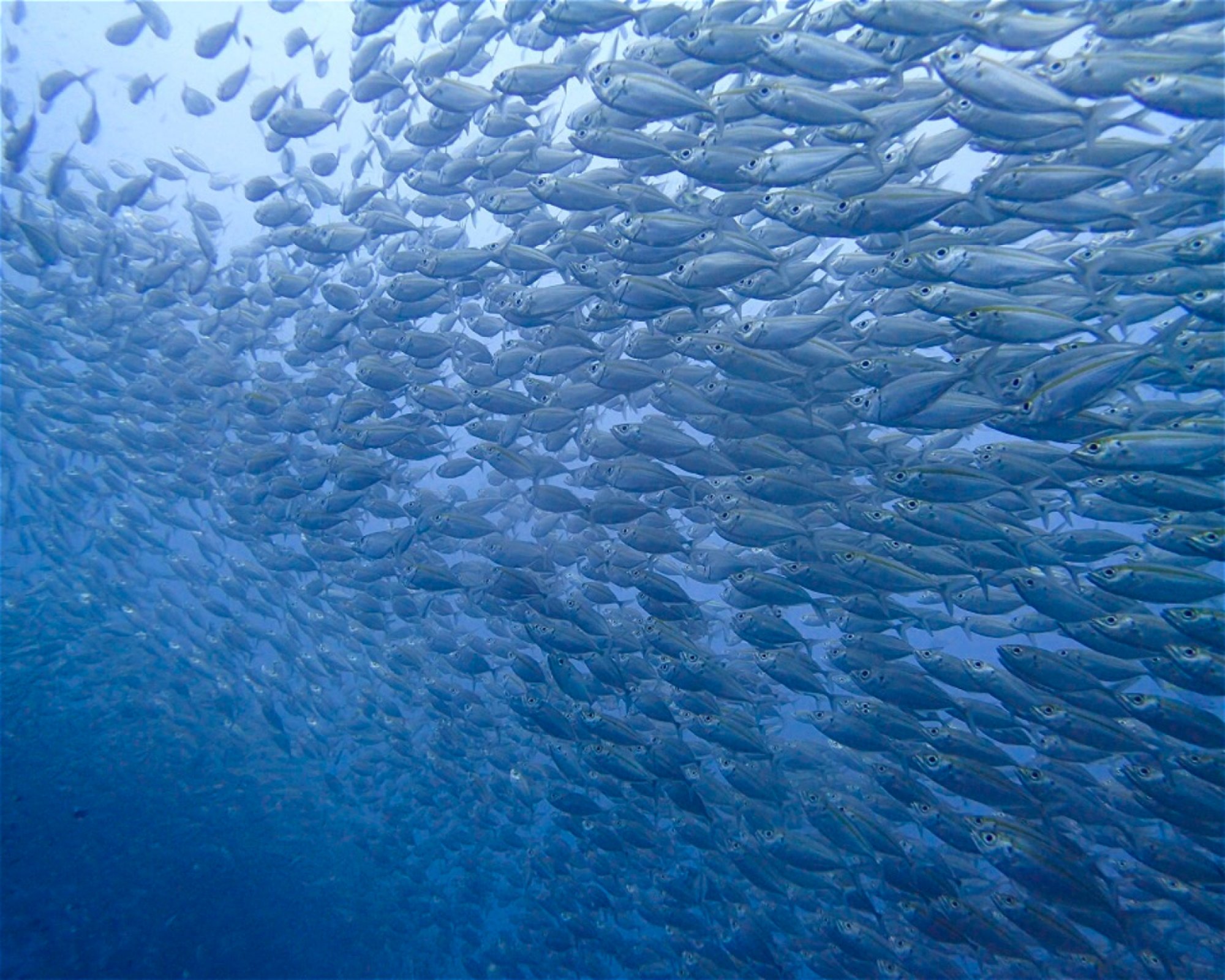 HOBOYA KOH TAO ほうぼう屋タオ島, 84360 Koh Tao