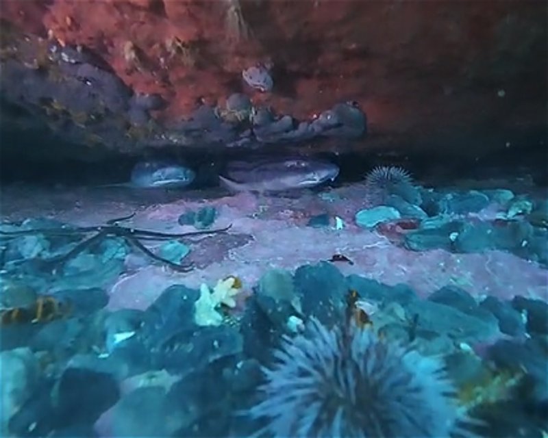 Divesite Image