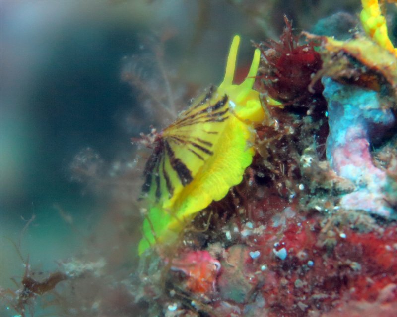 Divesite Image