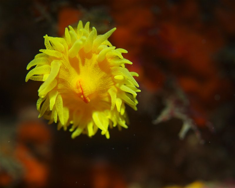 Divesite Image
