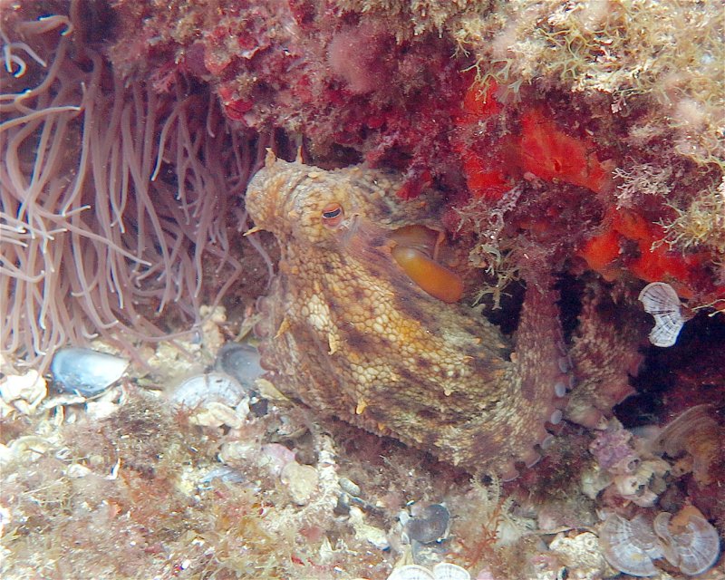 Divesite Image