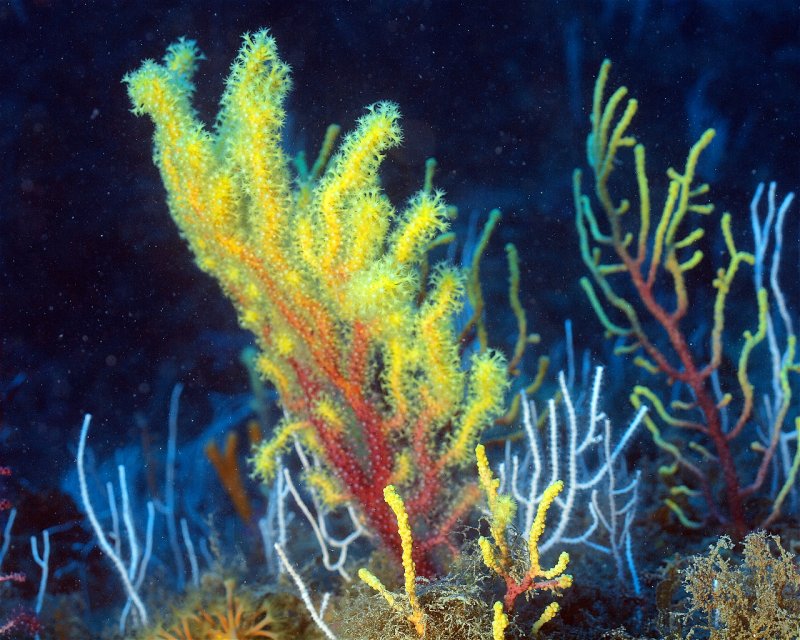 Divesite Image