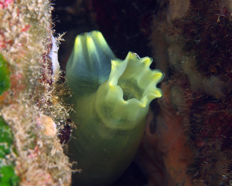Divesite Image