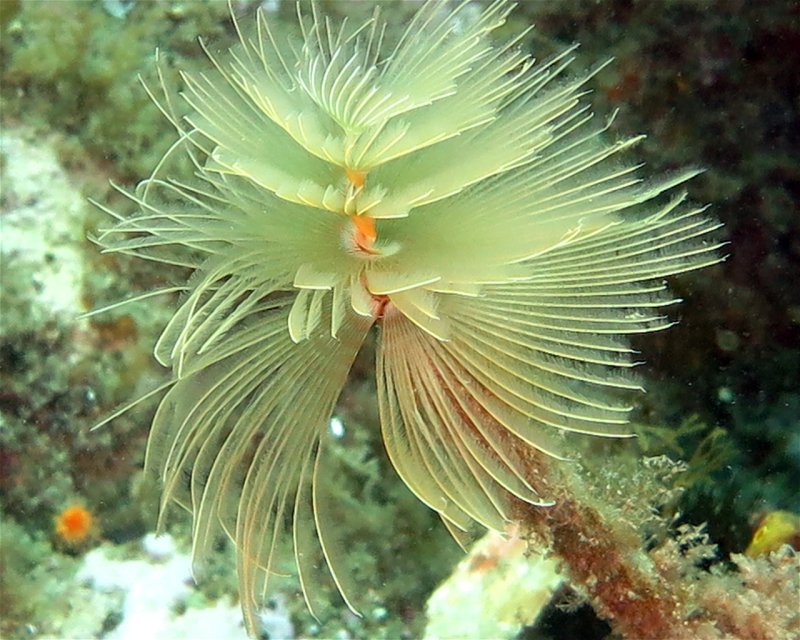 Divesite Image