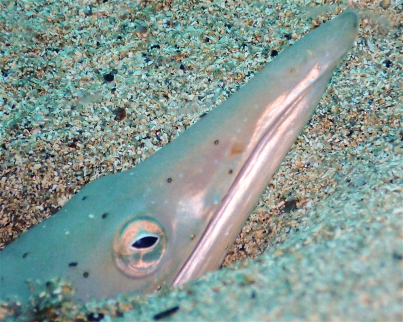 Divesite Image