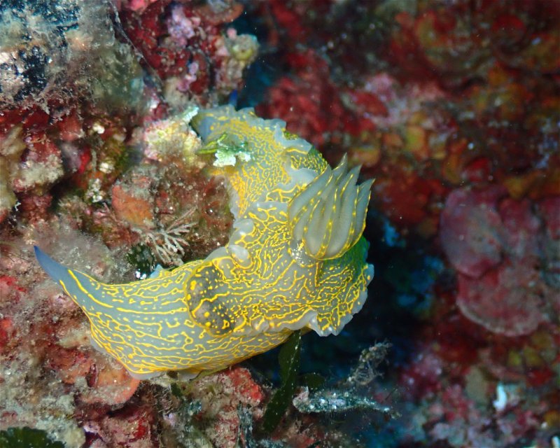 Divesite Image