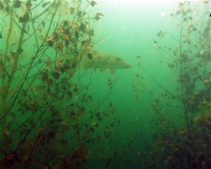 Divesite Image