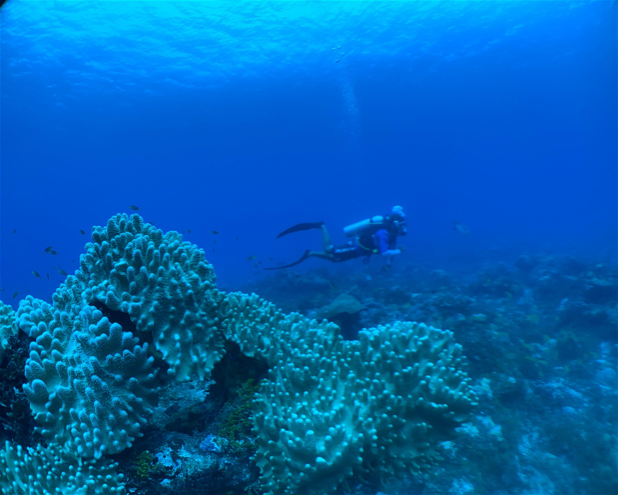 BLUE SEA DIVERS, 0000 MAHE
