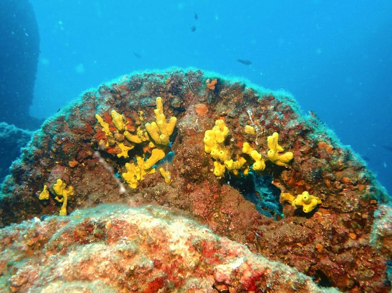 Divesite Image
