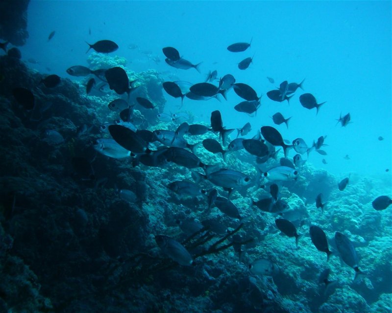 Divesite Image