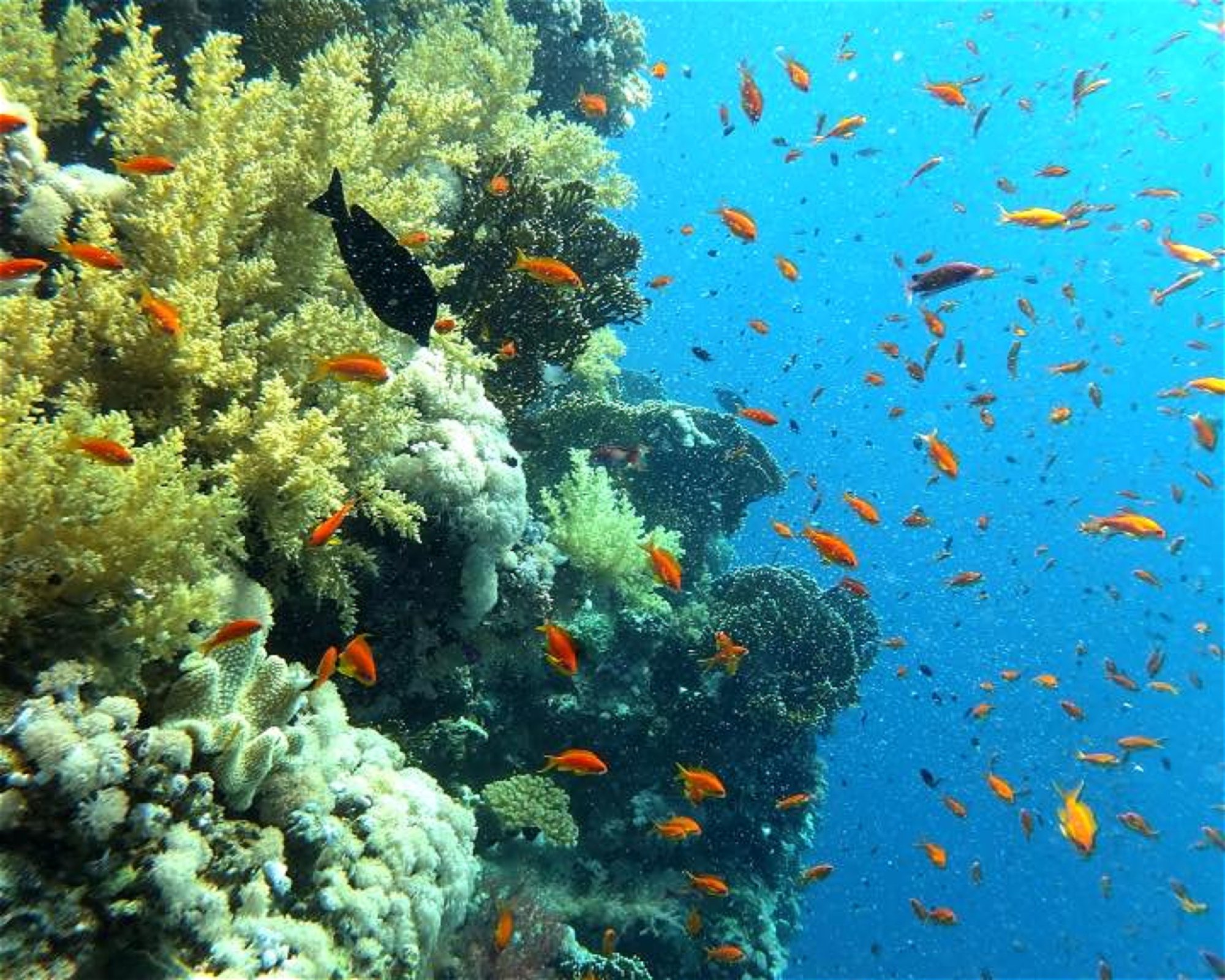 Eagle Divers, Sharm El- Sheikh