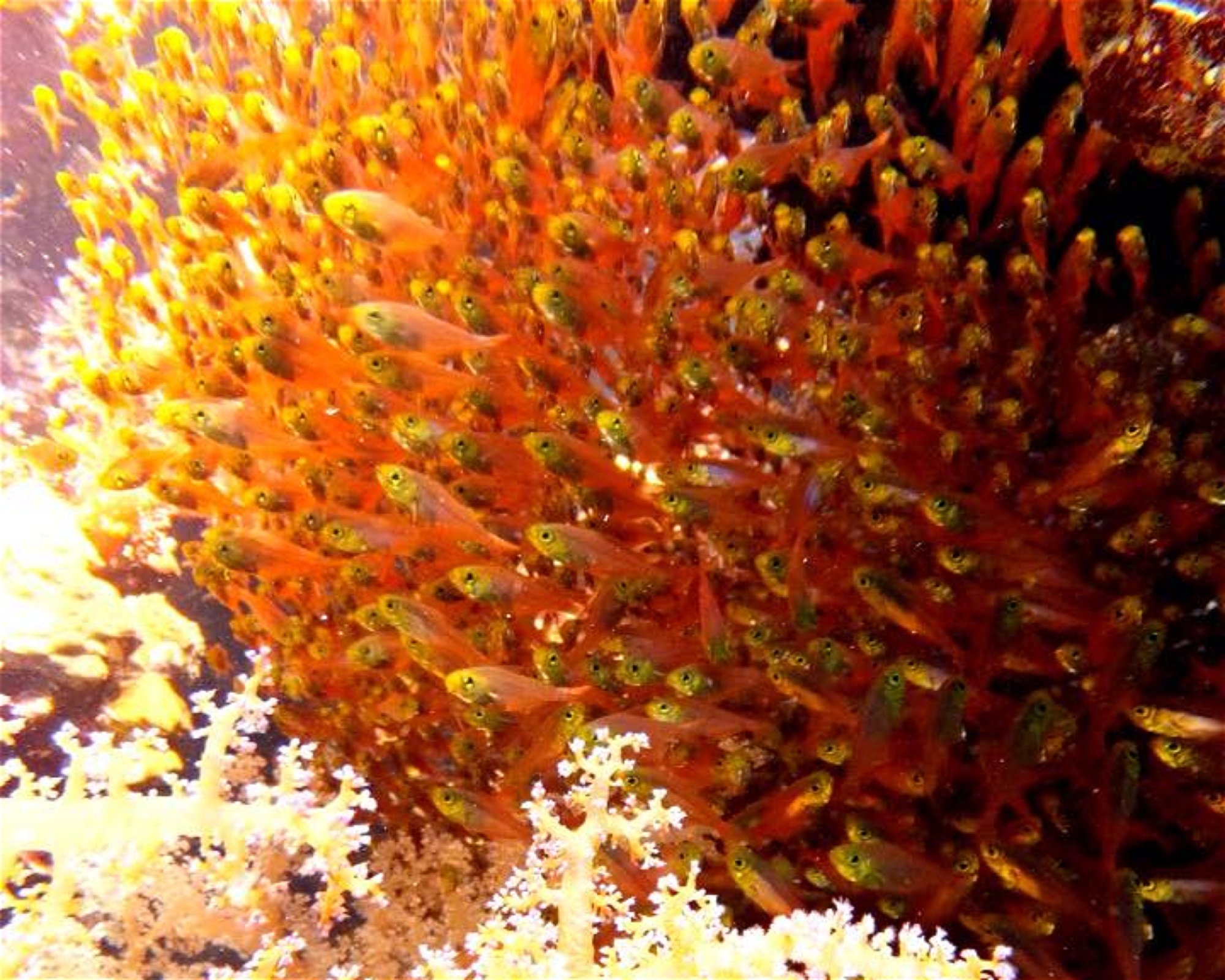 Eagle Divers, Sharm El- Sheikh