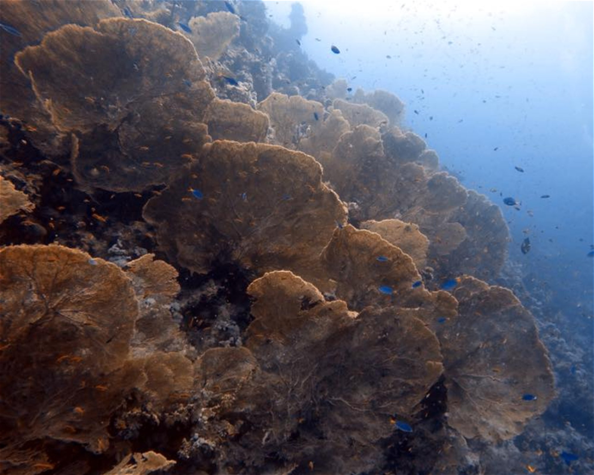 Eagle Divers, Sharm El- Sheikh