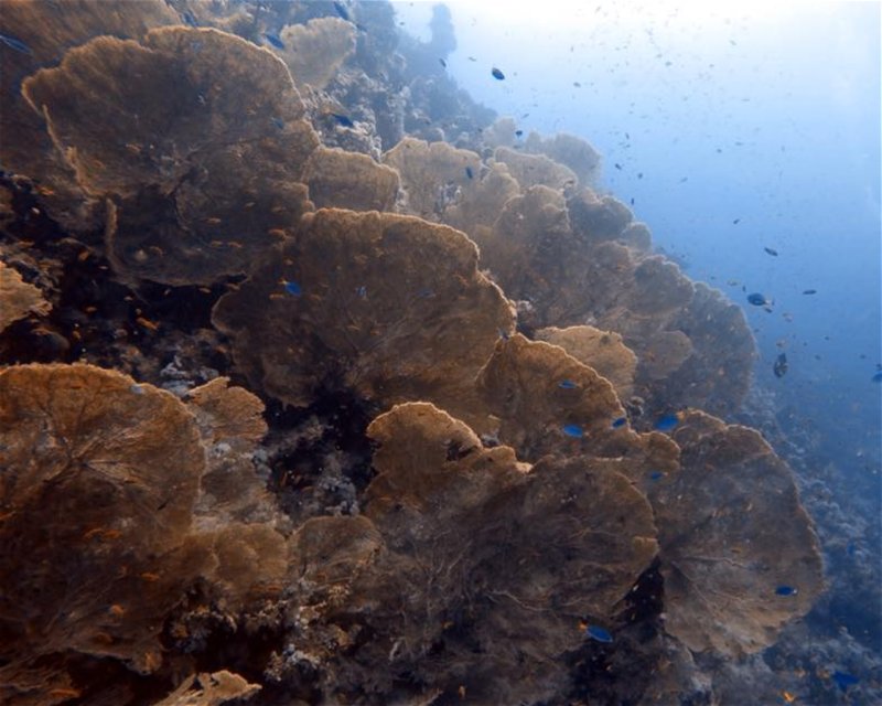 Divesite Image