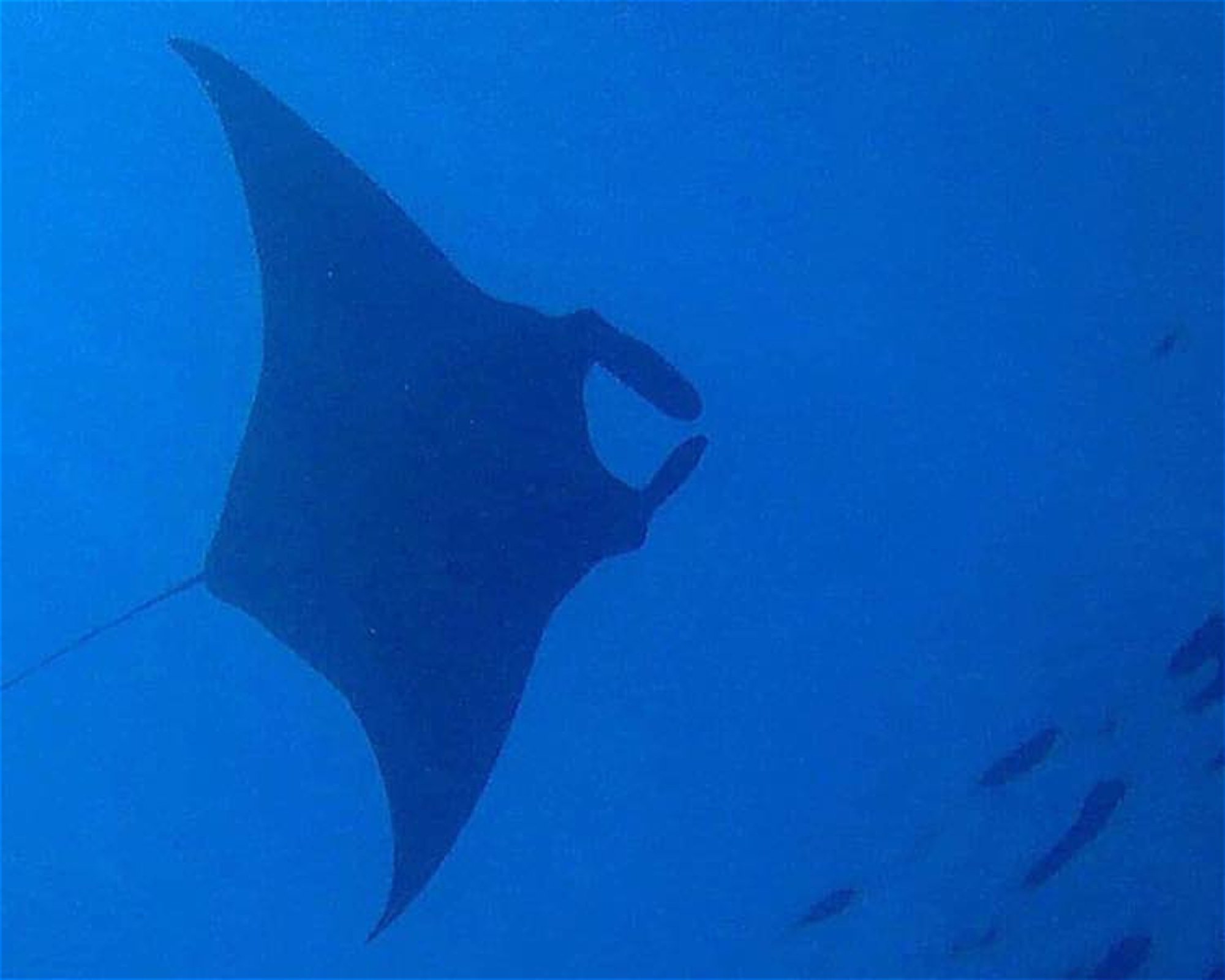 Eagle Divers, Sharm El- Sheikh