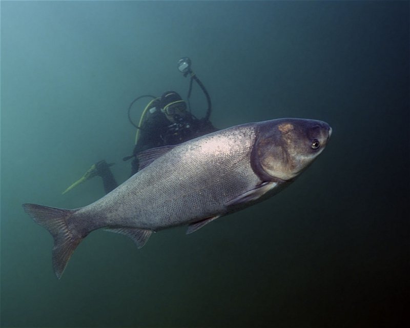 Divesite Image