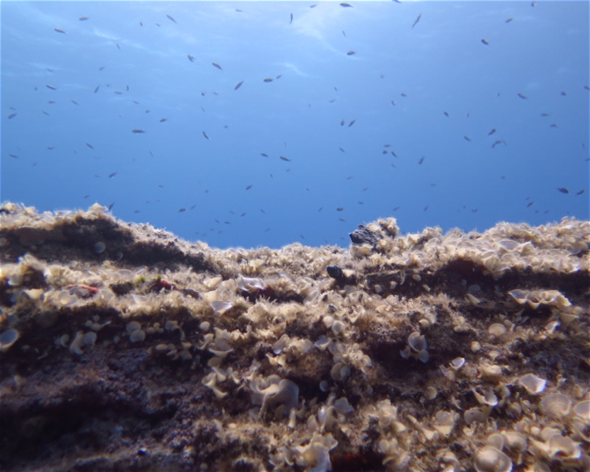 PAROS DIVING CENTER, 84400 PAROS