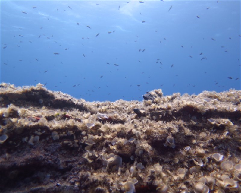 Divesite Image