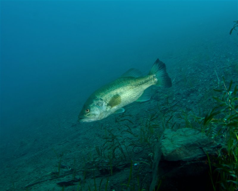 Divesite Image