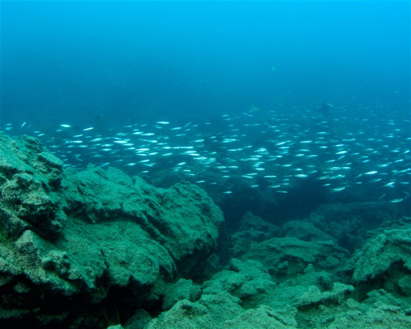 Divesite Image