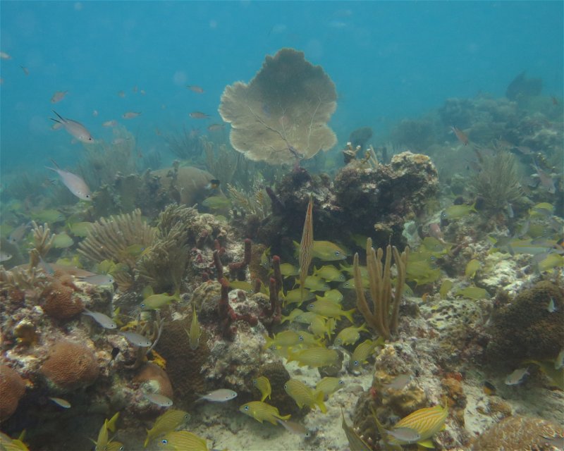 Divesite Image
