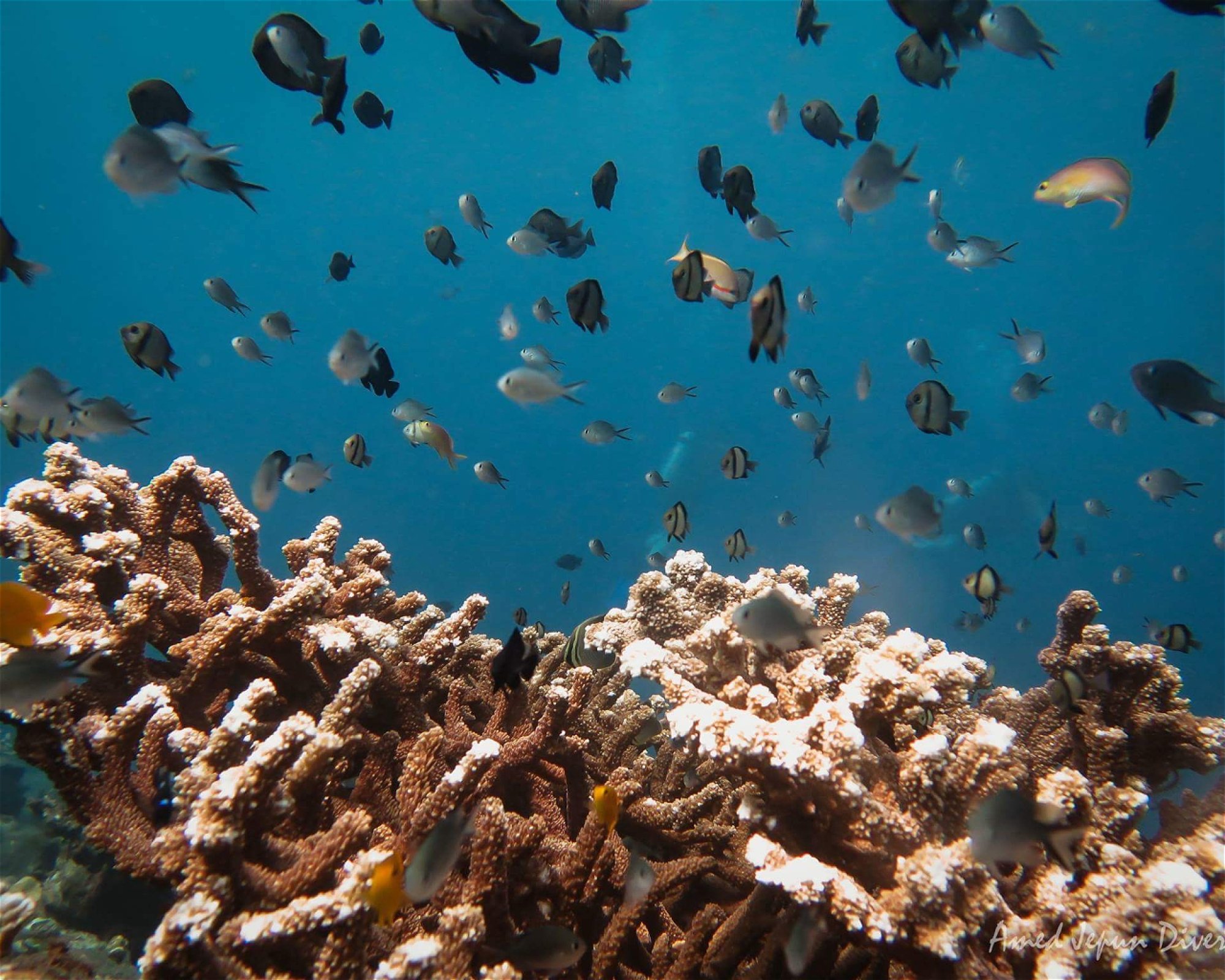 Amed Jepun Divers, 80852 Amed, Karangasem