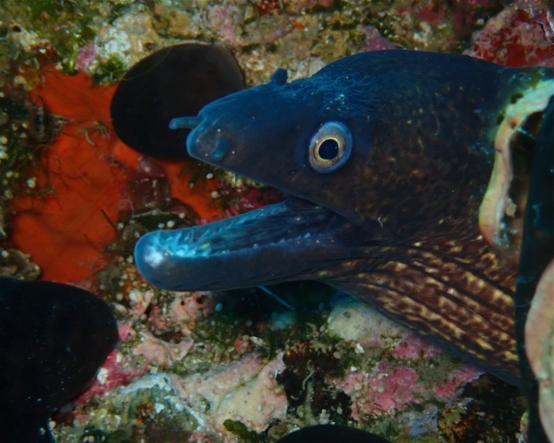 Divesite Image
