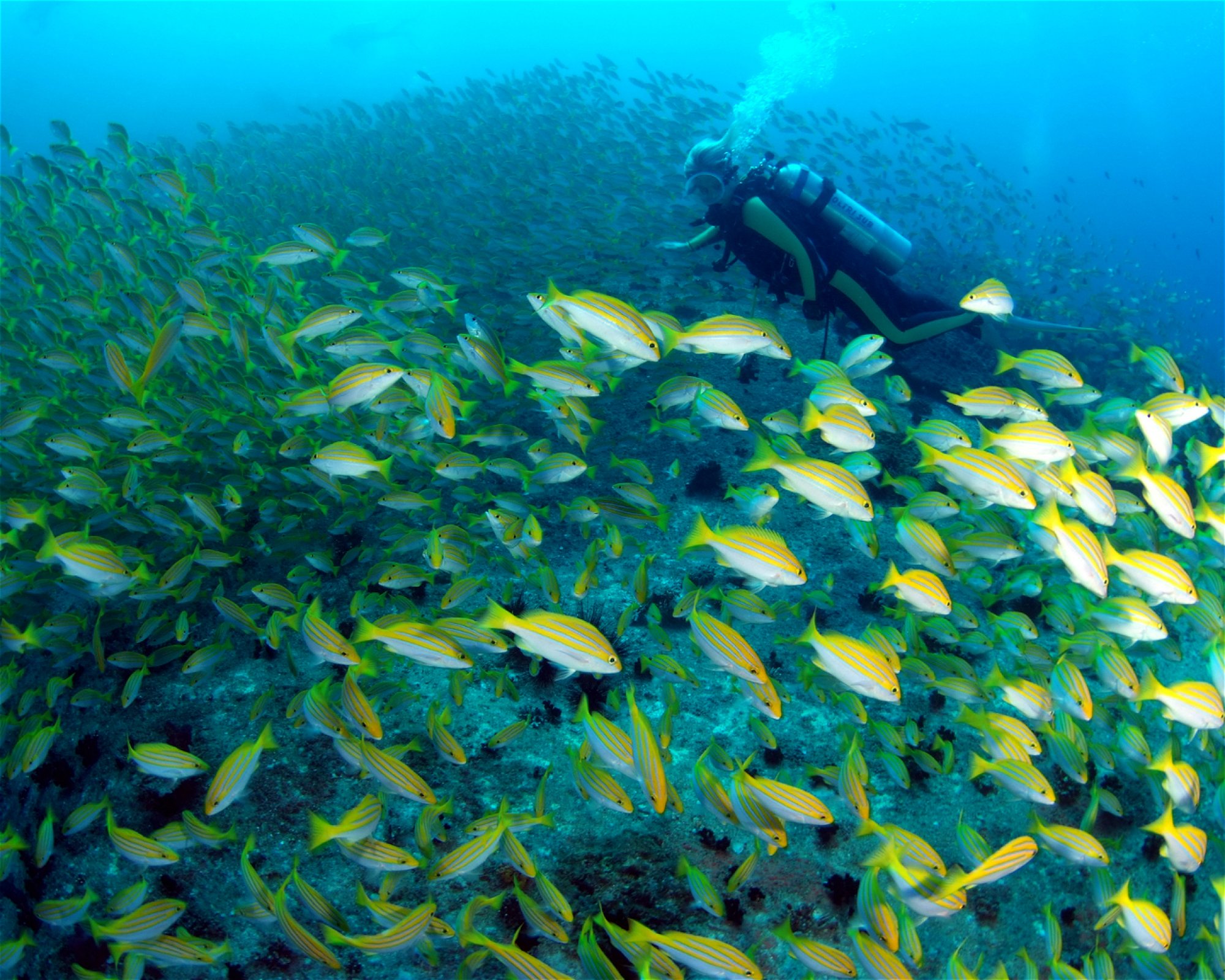 BLUE SEA DIVERS, MAHE