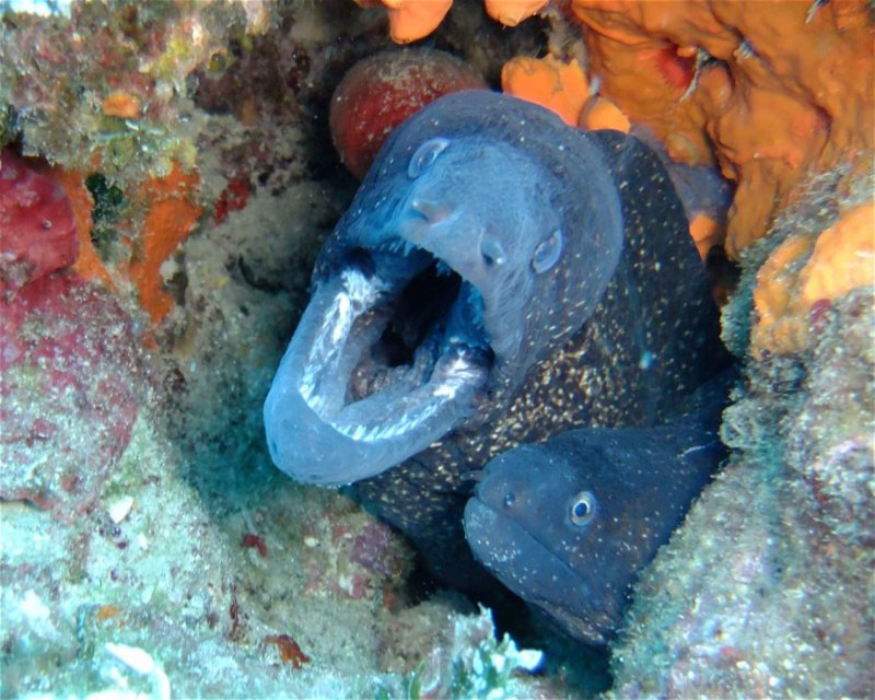 Divesite Image