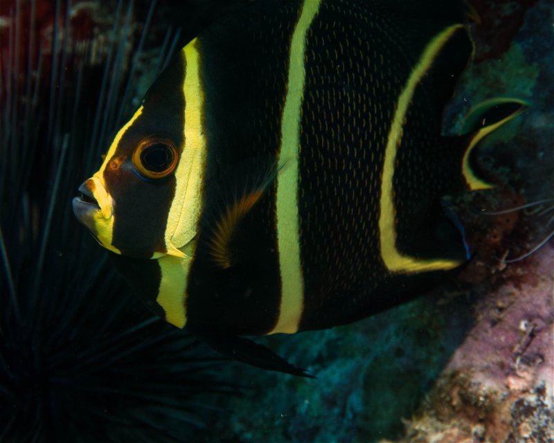 Divesite Image