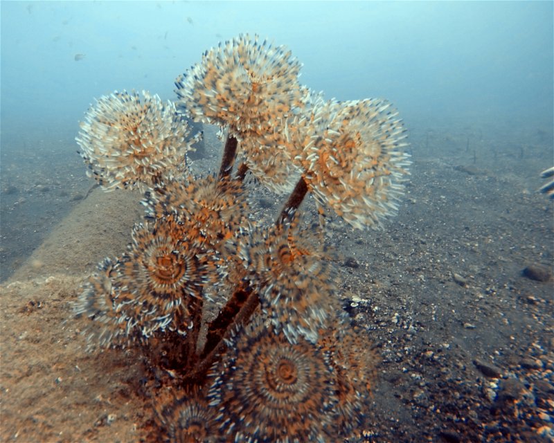 Divesite Image