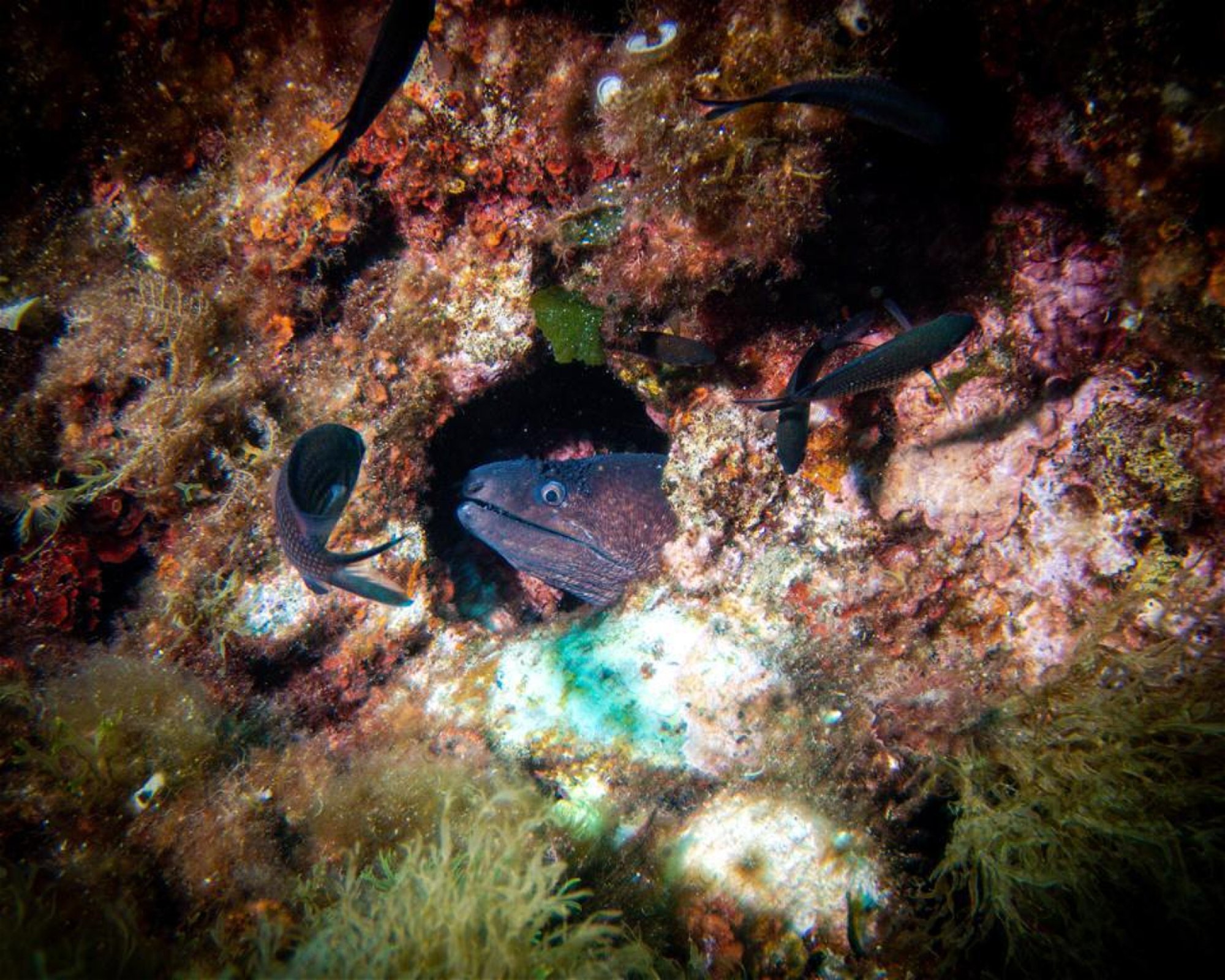 MASSUB DIVING CENTER - PORTOFINO, 16033 LAVAGNA